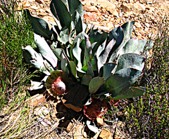 Protea convexa