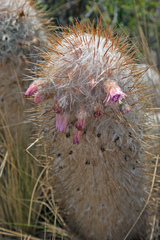 Oreocereus trollii