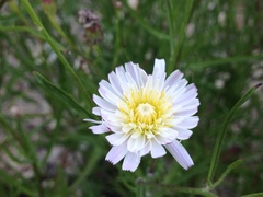 Malacothrix saxatilis tenuifolia