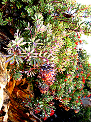 Protea sulphurea