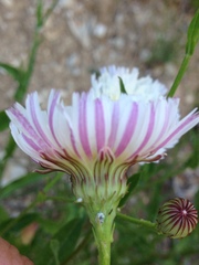 Malacothrix saxatilis tenuifolia