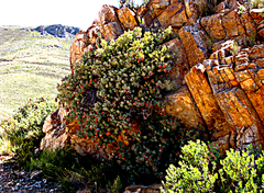 Protea sulphurea