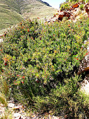 Protea sulphurea