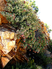 Protea sulphurea