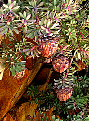 Protea sulphurea