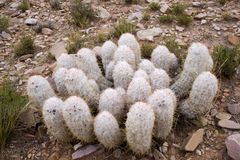 Oreocereus trollii