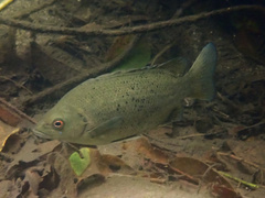 Khaki Bream photo 1