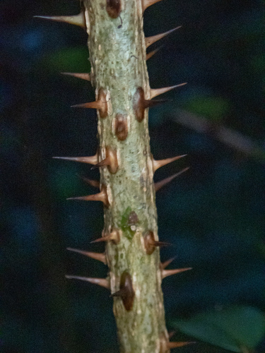 Zanthoxylum punctatum, photograph 4