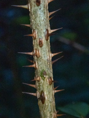 Zanthoxylum punctatum