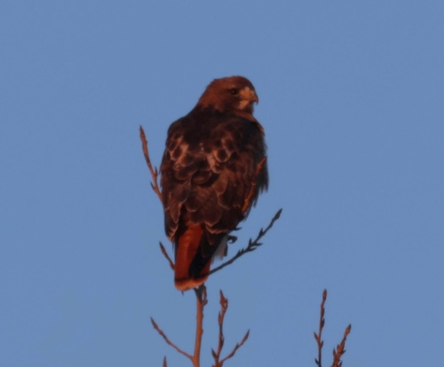 Red-tailed Hawk