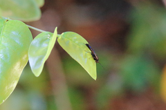 Elaphroptera