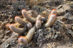 Oreocereus trollii