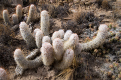 Oreocereus trollii