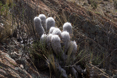 Oreocereus trollii