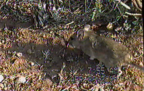 White-throated Woodrat