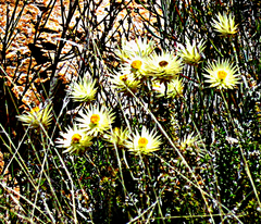 Syncarpha ferruginea
