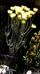 Syncarpha ferruginea