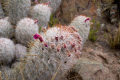 Oreocereus trollii