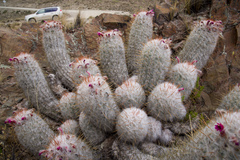 Oreocereus trollii