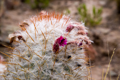 Oreocereus trollii