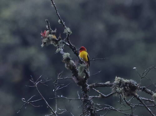 Red-hooded Tanager (Piranga rubriceps), photo 3