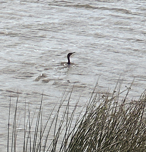 Double-crested Cormorant