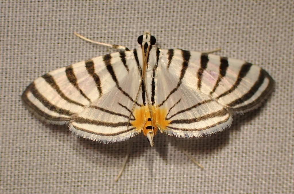 Conchylodes zebra