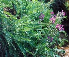 Oxytropis wologdensis