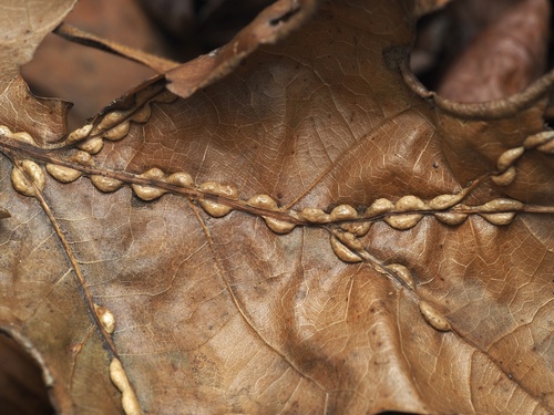 Unknown species found near George Washington & Jefferson National Forests, Blacksburg, VA, US