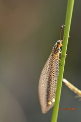 Myrmeleontidae