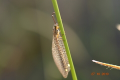Myrmeleontidae