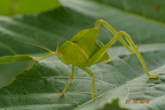 Tettigoniidae