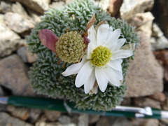 Callianthemoides semiverticillata