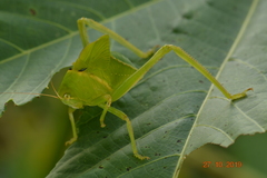 Tettigoniidae