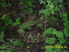 Crotalus durissus