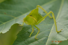 Tettigoniidae