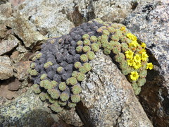 Oxalis erythrorrhiza