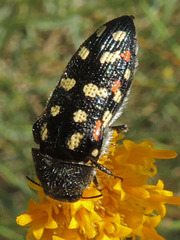 Acmaeodera gibbula