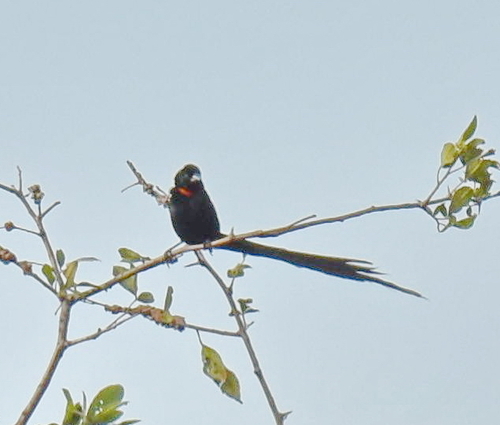 Red-collared Widowbird (Euplectes ardens), photo 10