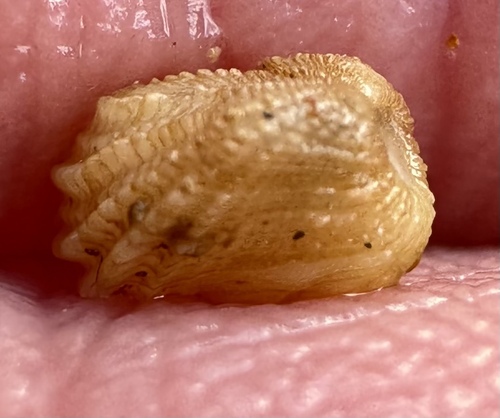 Milneria kelseyi, 2025-12-04