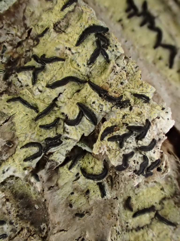 Opegrapha herbarum