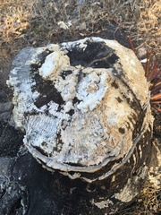 Antrodia heteromorpha