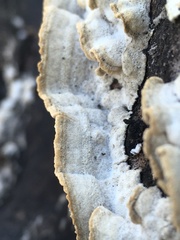 Antrodia heteromorpha