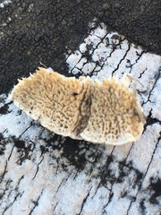 Antrodia heteromorpha