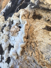 Antrodia heteromorpha