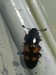 Glischrochilus quadripunctatus