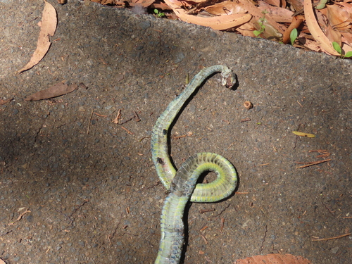 Common Tree Snake sighting