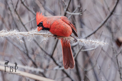 Northern Cardinal, photo 9 of 9