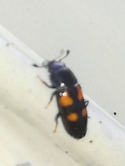 Glischrochilus quadripunctatus