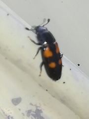 Glischrochilus quadripunctatus